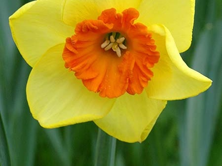Narcissus 'Border Beauty'