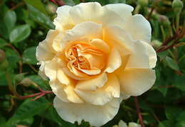 Rosa 'Buff Beauty'