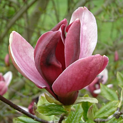 Magnolia liliflora 'Nigra'