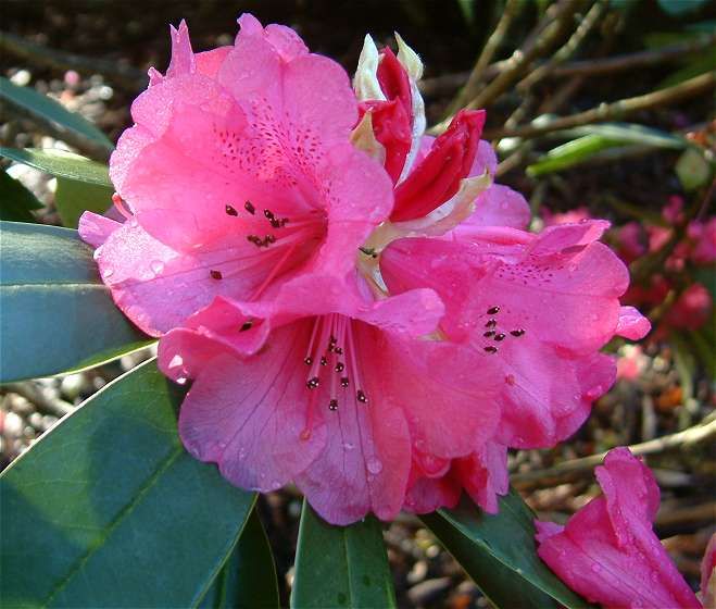 Rhododendron 'Cornsutch'