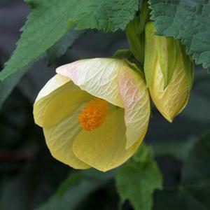 Abutilon 'Amiti'