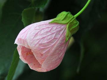 Abutilon 'Louis Marignac'