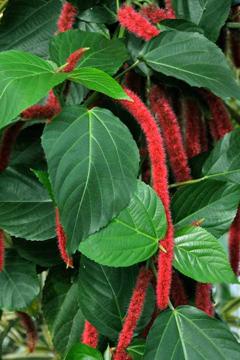 Acalypha hispida