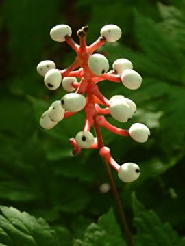 Actaea pachypoda