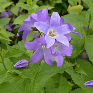 Campanula%20lactiflora%20'Prichard's%20Variety'.jpg