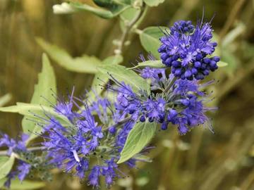 Caryopteris X Clandonensis First Choice Garden Design Ideas