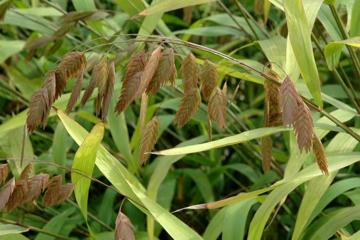 Chasmanthium latifolium
