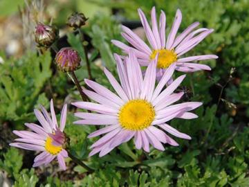 Deeproot Plant Base Online Chrysanthemum weyrichii Deeproot Plant Base Online Chrysanthemum weyrichii
