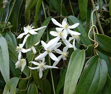 Clematis%20armandii.jpg
