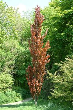 Fagus sylvatica 'Dawyck Purple'