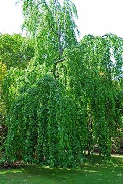 Fagus sylvatica 'Pendula'
