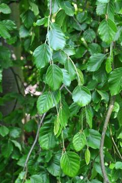 Fagus sylvatica 'Pendula'