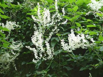 Fallopia baldschuanicum
