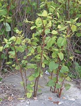 Fallopia japonica
