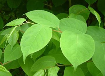 Fallopia japonica