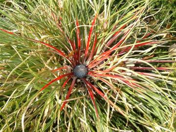 Fascicularia bicolor