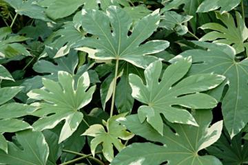 Fatsia japonica 'Variegata'