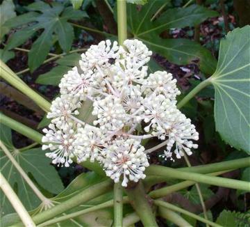 Fatsia japonica