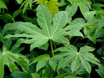 Fatsia japonica