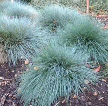 Festuca glauca 'Elijah Blue'