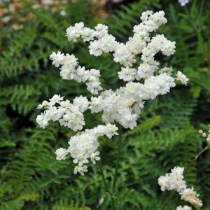 Filipendula vulgaris 'Multiplex'