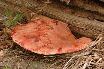 Fistulina hepatica