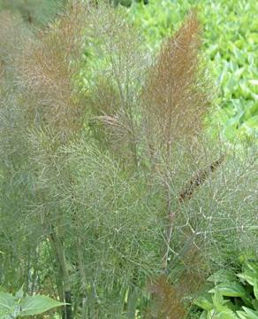 Foeniculum vulgare 'Purpureum'