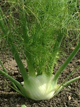 Foeniculum vulgare var. azoricum 'Romy'