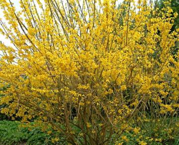 Forsythia 'Beatrix Farrand'