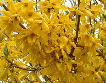 Forsythia 'Beatrix Farrand'