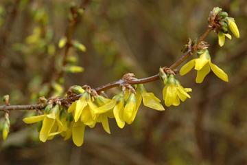 Forsythia europaea
