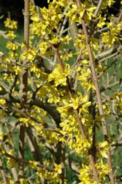Forsythia ovata