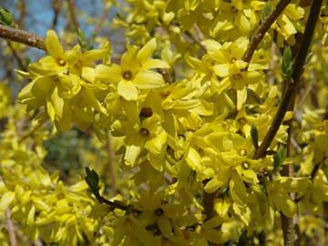 Forsythia suspensa 'Taff's Arnold'