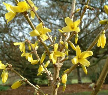 Forsythia x intermedia 'Arnold Giant'