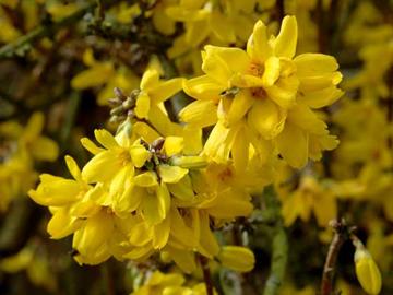Forsythia x intermedia 'Goldzauber'