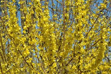 Forsythia x intermedia 'Lynwood'