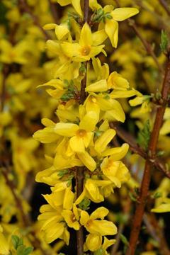 Forsythia x intermedia 'Lynwood'