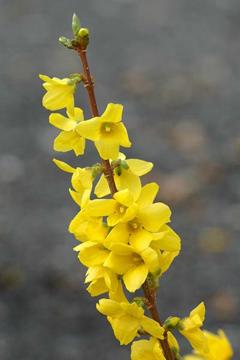 Forsythia x intermedia 'Show Off'