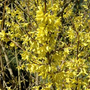 Forsythia x intermedia 'Spectabilis Variegated'