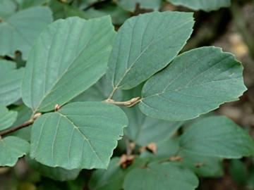 Fothergilla gardenii
