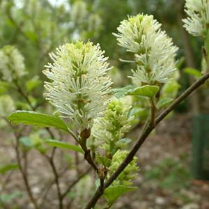 Fothergilla gardenii