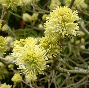 Fothergilla major