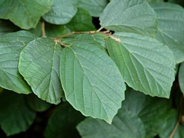 Fothergilla major
