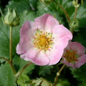 Fragaria x ananassa 'Fragoo'