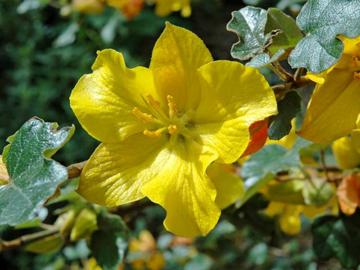 Fremontodendron 'California Glory'