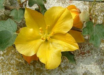 Fremontodendron californicum