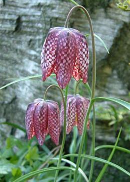 Fritillaria meleagris