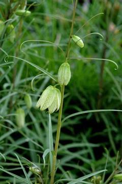 Fritillaria thunbergii