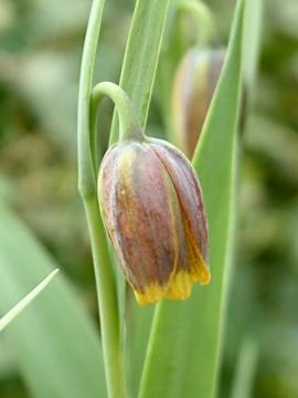 Fritillaria uva-vulpis