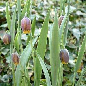 Fritillaria uva-vulpis
